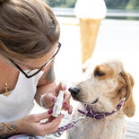 pet remedy Beruhigungsspray