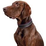 Schecker Hunde-Halsband Moorfeuer, Farbe: braun-violett