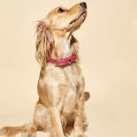 Molly & Stitch Butter Leder Hundehalsband