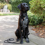Hamburg Dogs Hundeleine EDITION Black