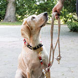 Hamburg Dogs Hundehalsband Tristan Barbara