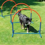 Procyon Hoopers Hunde Agility-Bogen