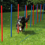 Procyon Agility - Slalom