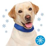 Schecker Kühl-Halsband für Hunde