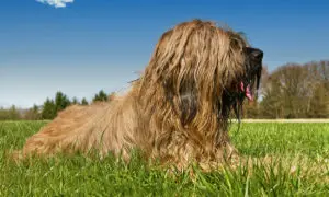 langaarhunde-richtig-pflegen-inst-300x180 langaarhunde-richtig-pflegen-inst-300x180