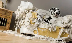 hundeversicherung-300x180 hundeversicherung-300x180
