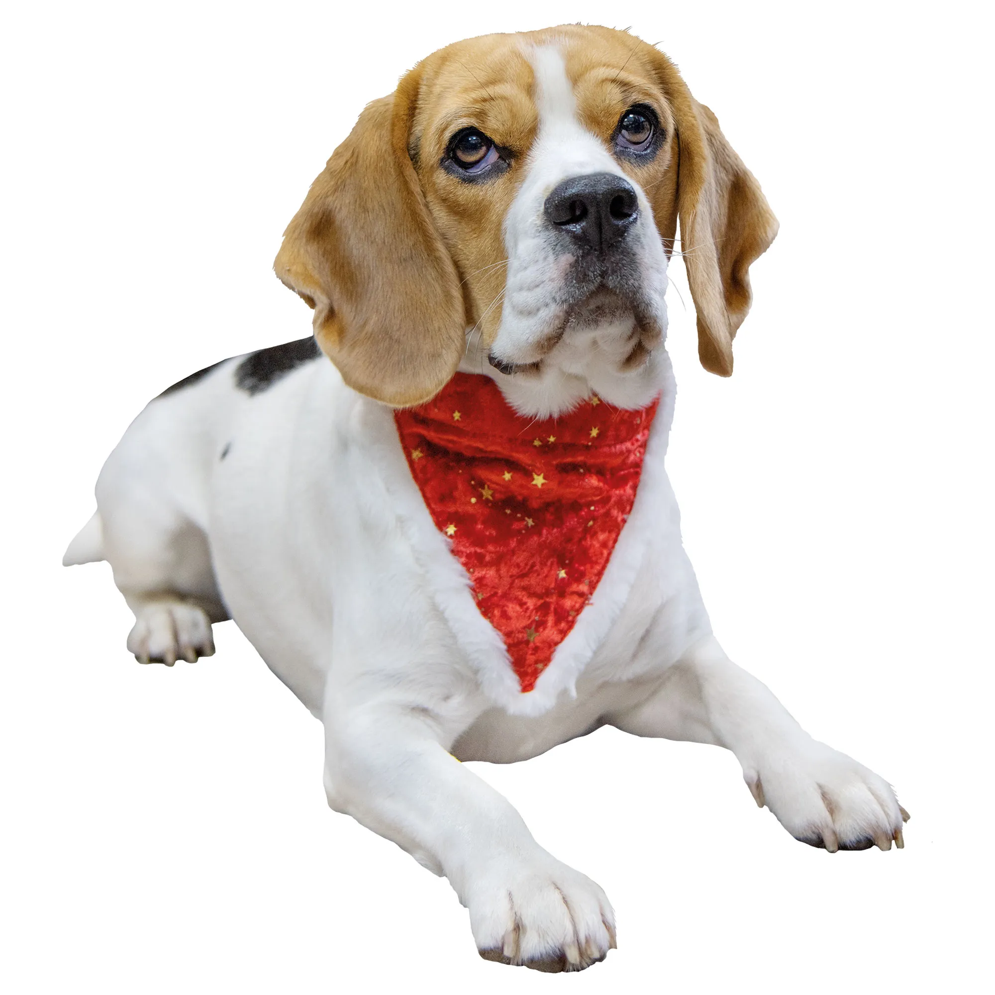 Weihnachts-Halstuch für Hunde